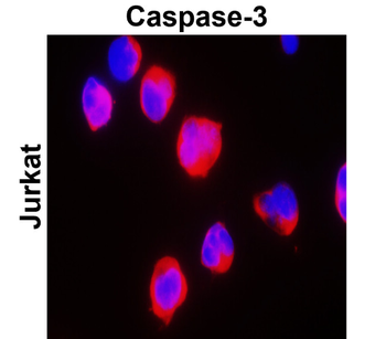 Caspase-3 cleaved p17/19 Antibody