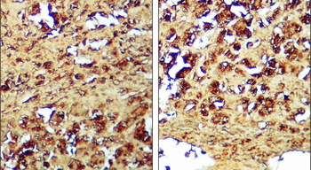 Caspase-3 cleaved p17/19 Antibody