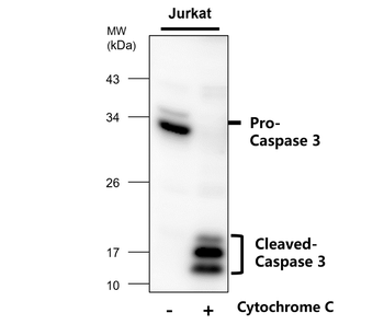 Caspase-3 cleaved p17/19 Antibody
