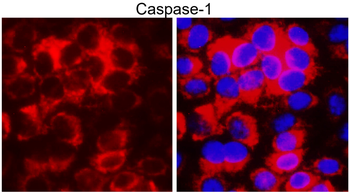 Caspase-1 Cleaved Asp297 Rabbit Polyclonal Antibody