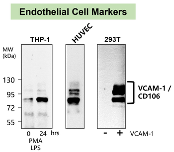 VCAM-1 Rabbit Polyclonal Antibody