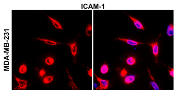 ICAM-1/CD54 (Extracellular) Antibody