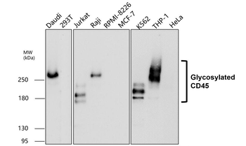 CD45 (Intracellular) Antibody