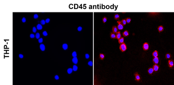 CD45 (Intracellular) Antibody