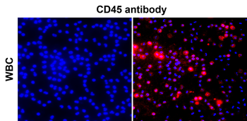 CD45 (Intracellular) Antibody