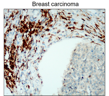 CD45 (Extracellular) Antibody