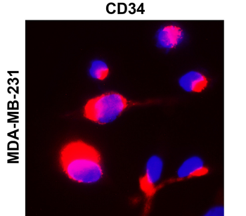 CD34 Antibody