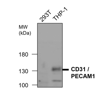 CD31/PECAM1 (Extracellular) Antibody