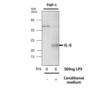 IL-6 Antibody