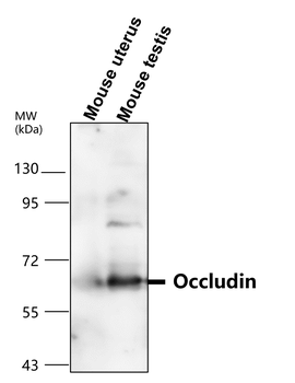 OCLN Rabbit Polyclonal Antibody