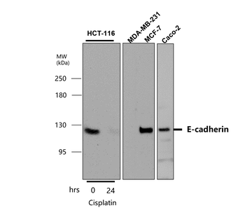 E-cadherin (Intracellular) Antibody