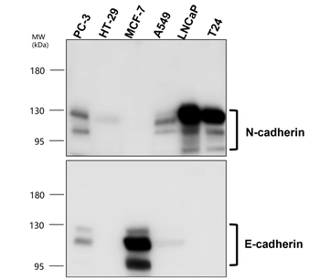 E-cadherin (Intracellular) Antibody