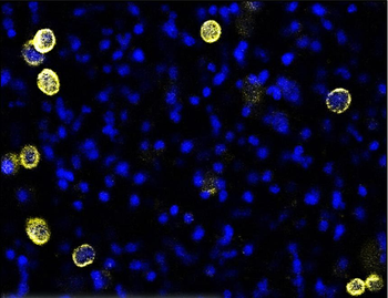 E-cadherin (Intracellular) Antibody