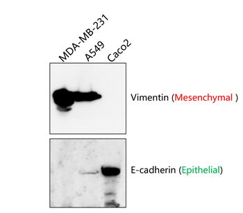 E-cadherin (Extracellular) Antibody
