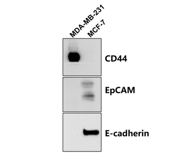 E-cadherin (Extracellular) Antibody