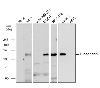 E-cadherin (Extracellular) Antibody