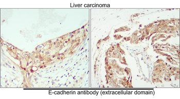 E-cadherin (Extracellular) Antibody