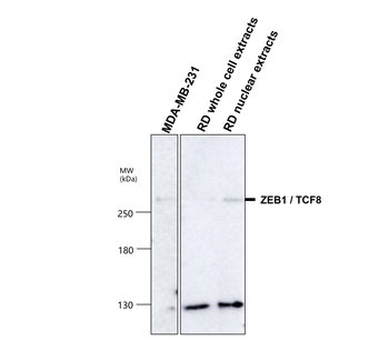 ZEB1 Rabbit Polyclonal Antibody