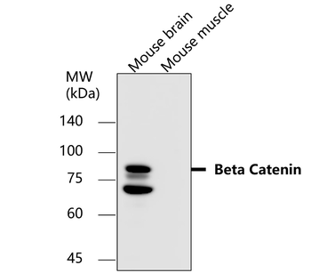 Beta-catenin Antibody