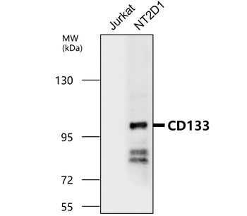 CD133/Prominin-1 (Intracellular domain) Antibody