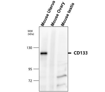 CD133/Prominin-1 (Intracellular domain) Antibody