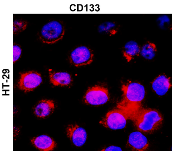 CD133/Prominin-1 (Intracellular domain) Antibody
