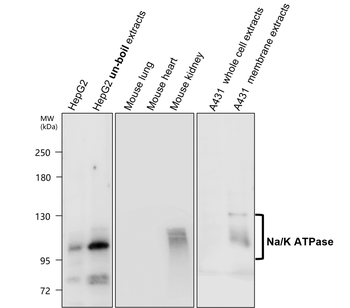 NaK ATPase alpha 1 Rabbit Polyclonal Antibody