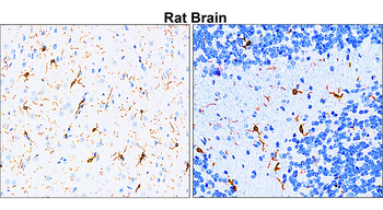 AIF/Iba1 Antibody