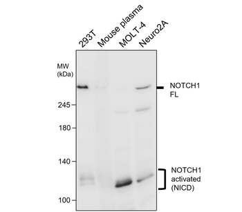 NOTCH1 Antibody