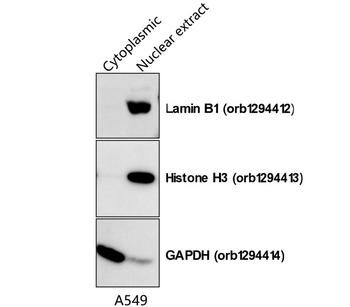 Lamin B1 Rabbit Polyclonal Antibody