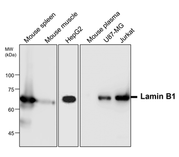 Lamin B1 Rabbit Polyclonal Antibody