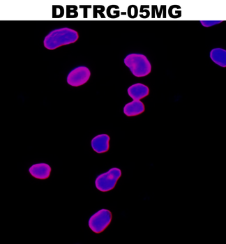 Lamin B1 Rabbit Polyclonal Antibody