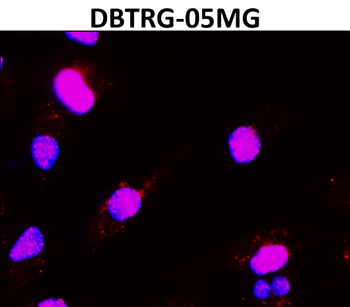 Histone H3 Rabbit Polyclonal Antibody
