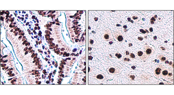 Histone H3 Rabbit Polyclonal Antibody