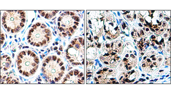 Histone H3 Rabbit Polyclonal Antibody