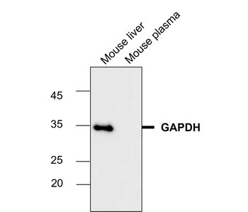 GAPDH Antibody