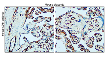 CD31 mouse specific (N-term) Rabbit Polyclonal Antibody