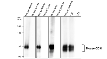 CD31 mouse specific (N-term) Rabbit Polyclonal Antibody