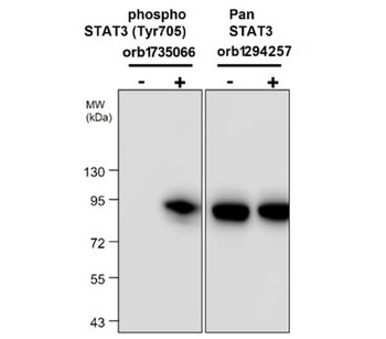 STAT3 Phospho (Tyr705) Mouse Monoclonal Antibody
