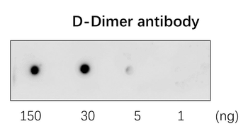 D-Dimer Rabbit Polyclonal Antibody