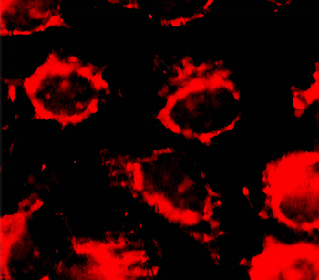ApoE Mouse Monoclonal Antibody