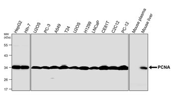 PCNA Rabbit Polyclonal Antibody