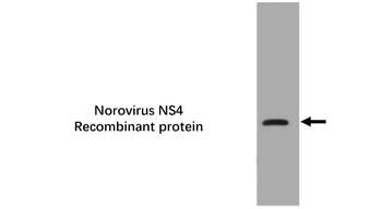 Norovirus NS4 Mouse Monoclonal Antibody