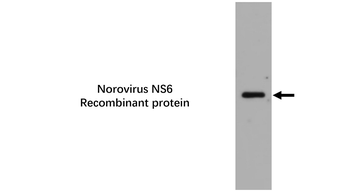 Norovirus NS6 Mouse Monoclonal Antibody