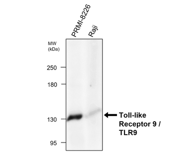 Toll-like Receptor 9 Rabbit Polyclonal Antibody