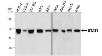 STAT1 Mouse Monoclonal Antibody