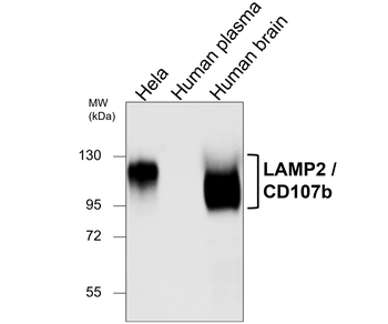 LAMP2 Mouse Monoclonal Antibody