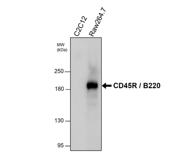 CD45R / B220 (mouse specific) Rat Monoclonal Antibody