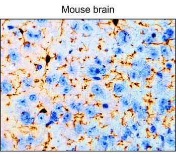 F4/80 Rat Monoclonal Antibody