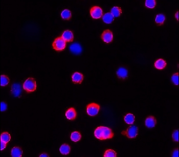 CD45 (mouse specific) Rat Monoclonal Antibody